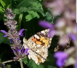 PAINTED LADIES INVADE CROWELL!